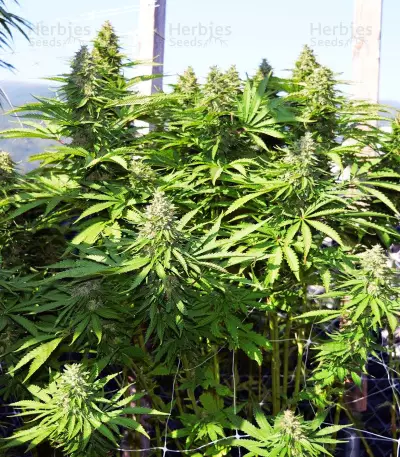 Early Bubba Hash Seeds