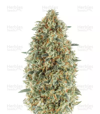 Gorilla Blue (Advanced Seeds)