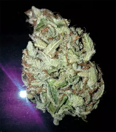 Graines de cannabis Goxuak Auto (Genehtik Seeds)