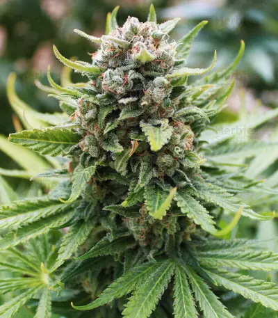 King Kong Seeds