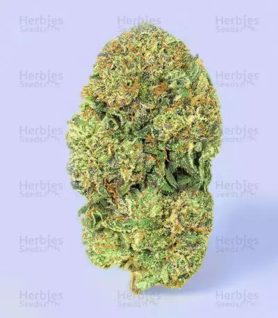 Graines de cannabis Morpheus CBD (Buddha Seeds)