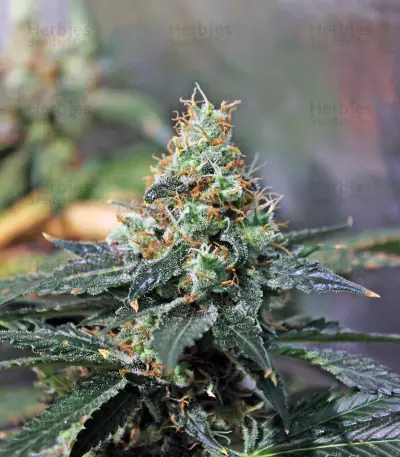 One Love Haze Seeds