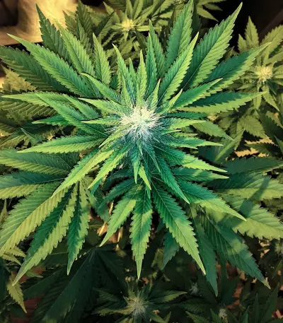 Rockbud feminized seeds