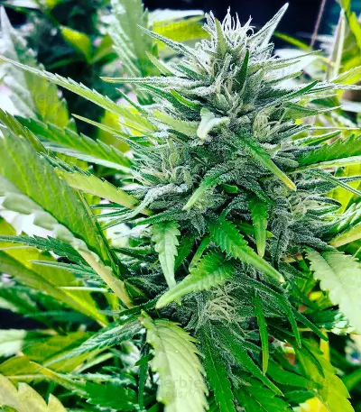 Rockbud feminized seeds