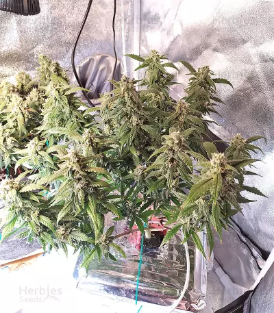 Skywalka Cookies Seeds