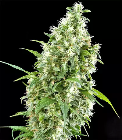 Triple Scoop feminized seeds