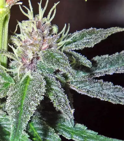 Violeta feminized seeds