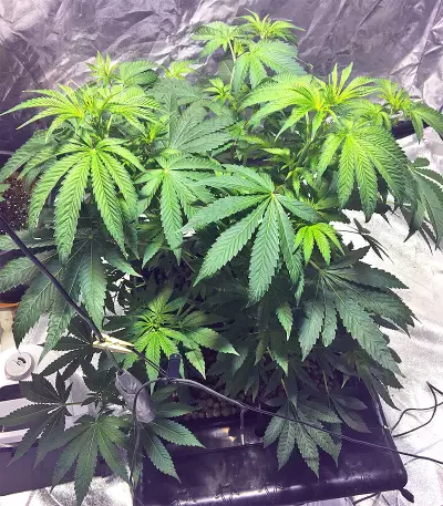 Graines de cannabis Wedding Cake (Big Head Seeds)