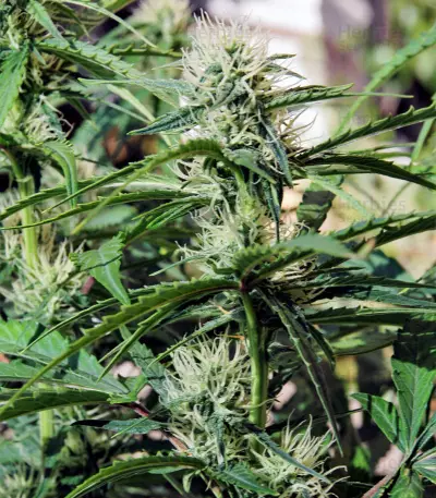 White Haze Automatic feminized seeds
