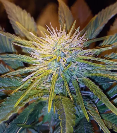 White Kush Feminized Seeds