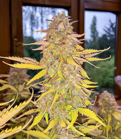 Sementes Feminizadas de Acid Rain Autoflower (EGS)