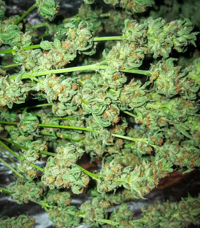 Afghan Kush Seeds