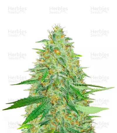 Afghan Kush Feminized Seeds (Herbies Seeds USA)