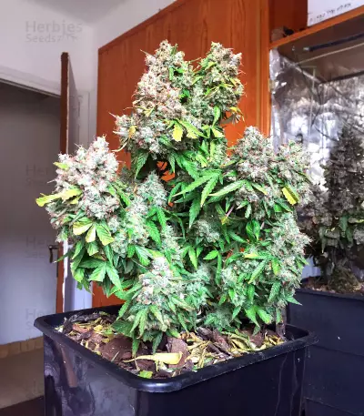 Graines de cannabis Auto Super OG Kush (Pyramid Seeds)