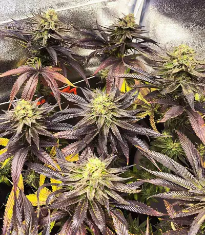 Dozywelly OG Feminized Seeds (AlphaFem Seeds)