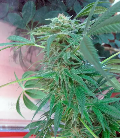 Durga Mata II CBD Seeds
