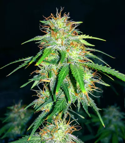Graines féminisées de Gelato Glue Autoflower (EGS)
