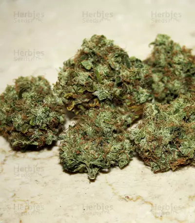GH Cheese Seeds From Green House Seeds