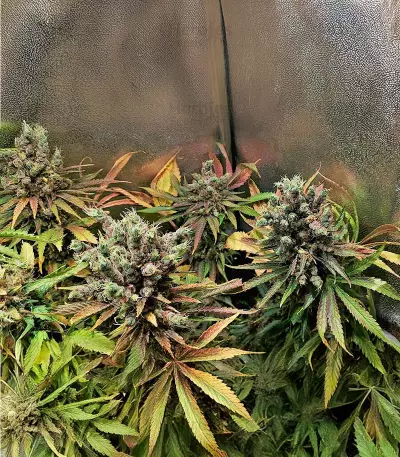 Ghost Train Haze x Pellezino (Herbies Seeds)