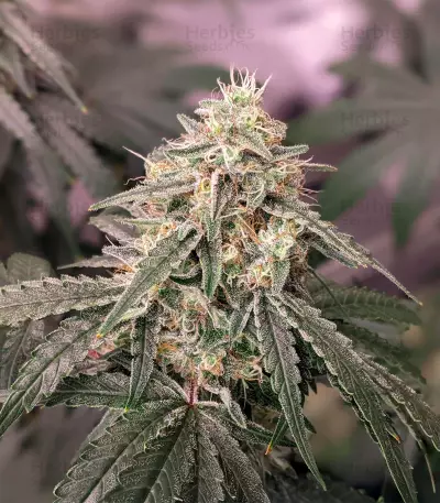 Ghost Train Haze x Pellezino (Herbies Seeds)