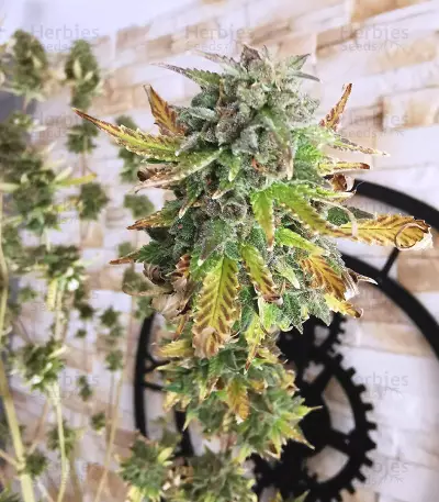 Girl Scout Cookies Autoflower feminized seeds