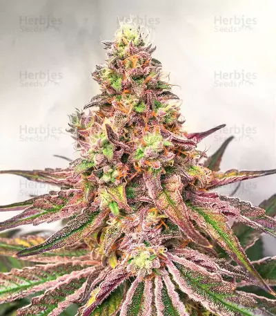 Glue Cookies Feminized Seeds (AlphaFem Seeds)