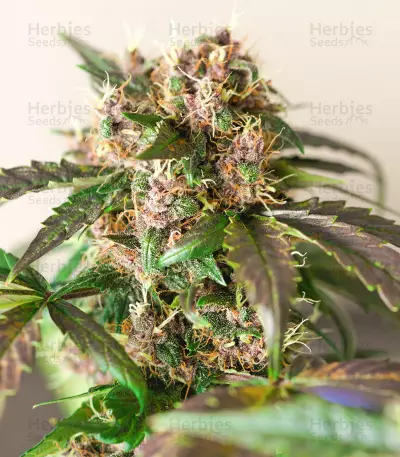 Graines féminisées de Godzilla Original Glue GG#4 (Herbies Seeds)