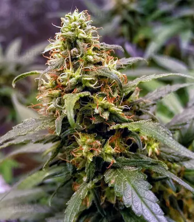 GG#4 Original Glue (Cali Buds Seeds)
