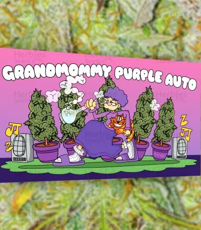 Grandmommy Purple Auto (Herbies Seeds)