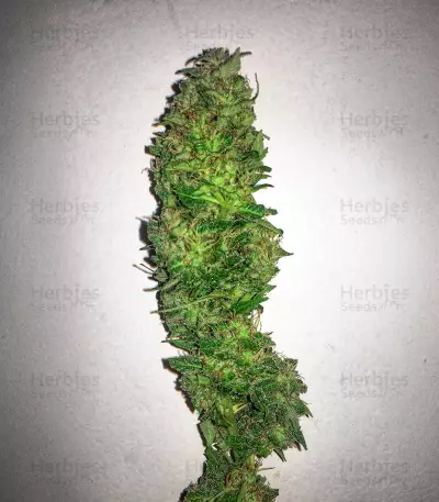 Lemonesia (Ceres Seeds)