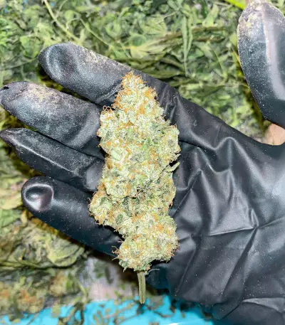 Northern Light (Kera Seeds)