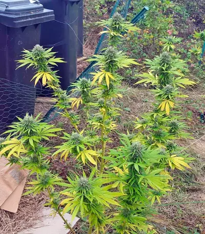 Northern Lights Seeds (Nirvana Seeds)