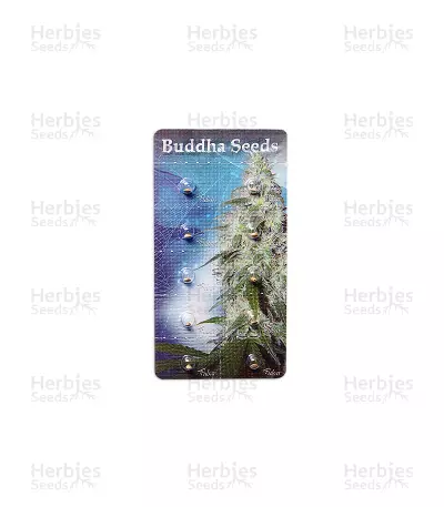 Buddha Pulsar Seeds