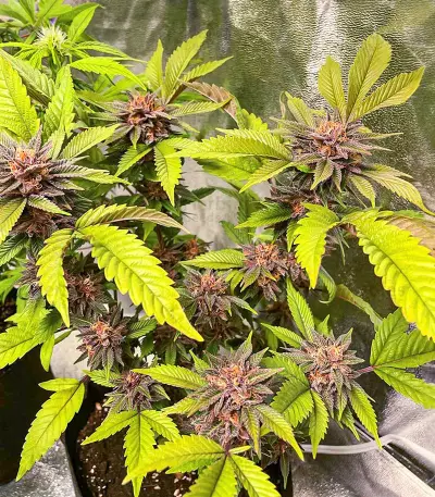 เมล็ด Still Bubba (AlphaFem Seeds)