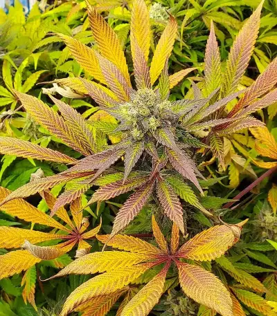 Apple Fritter (Barney's Farm)