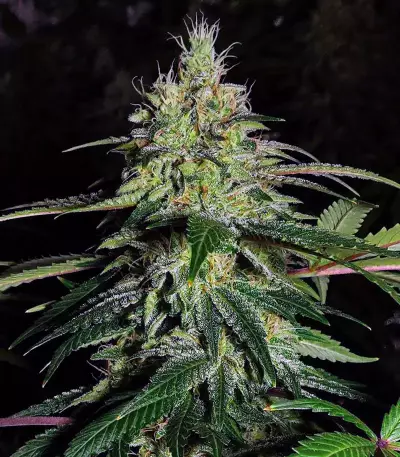 Sementes Feminizadas Blue Gelato 41 (Barney's Farm)