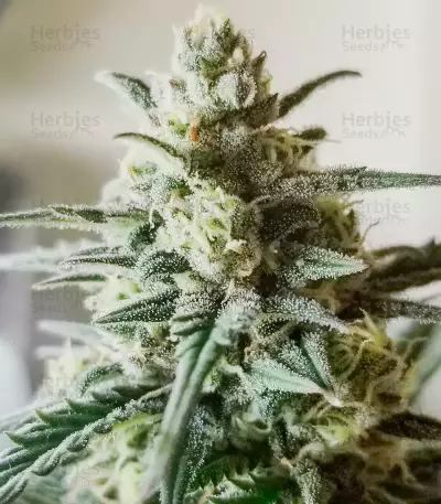 Buddha Haze Automatic Auto Seeds