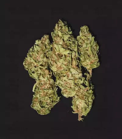 China Yunnan (Ace Seeds)