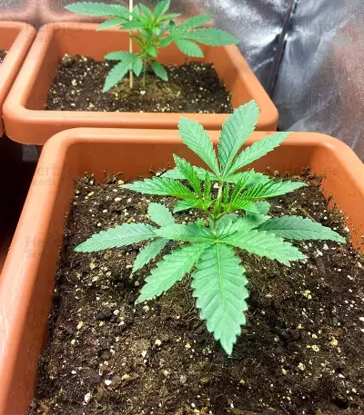 Semi femminizzati Do-G