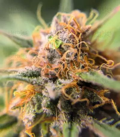 Sementes Feminizadas de Durban Poison Autoflower (Seedkeepers)