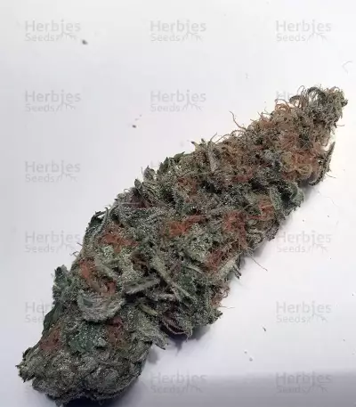 GG#4 Original Glue Seeds (Original Sensible Seeds)
