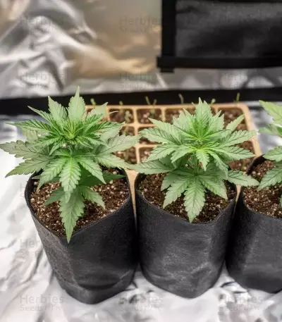 GMO Seeds