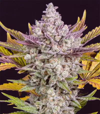 Gorilla Cookies Auto Seeds