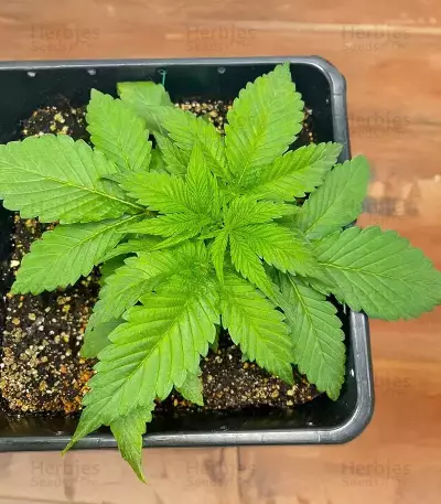 Granny Candy Feminized (Humboldt Seeds Company)