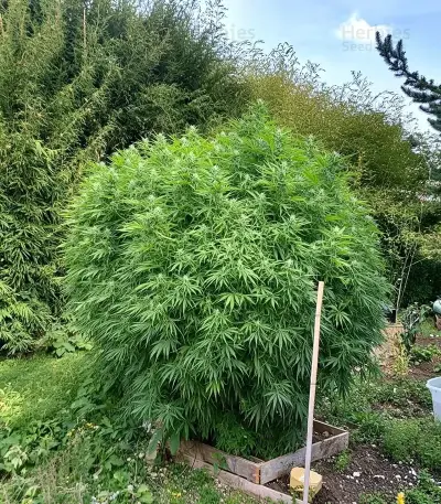 Jamaican Dream Auto Seeds