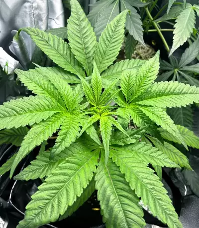 Jelly Donutz Seeds (Humboldt Seed Company)