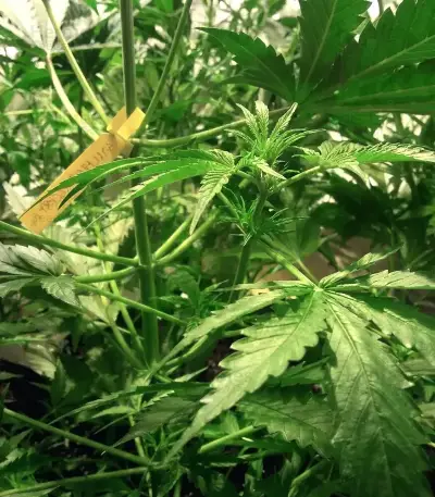 Jumping Jack Dash Auto feminized seeds
