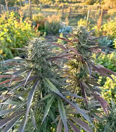 Master Yoda Auto Seeds
