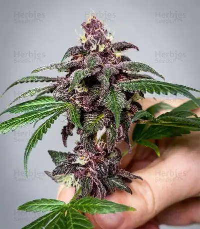 Mendo Breath Seeds