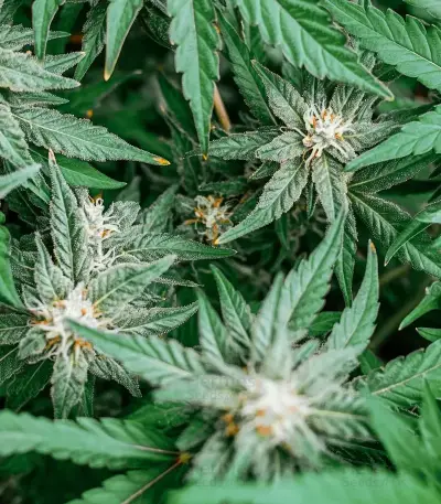 Mi 6 Auto Seeds